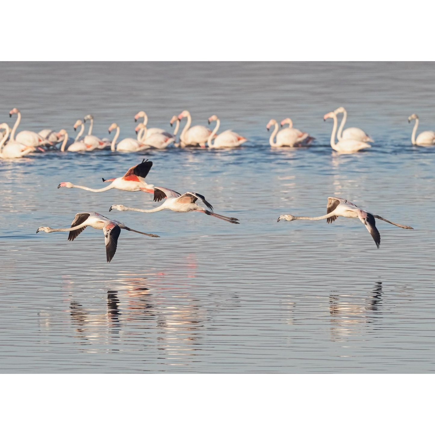 Observação das Aves da Ria Formosa