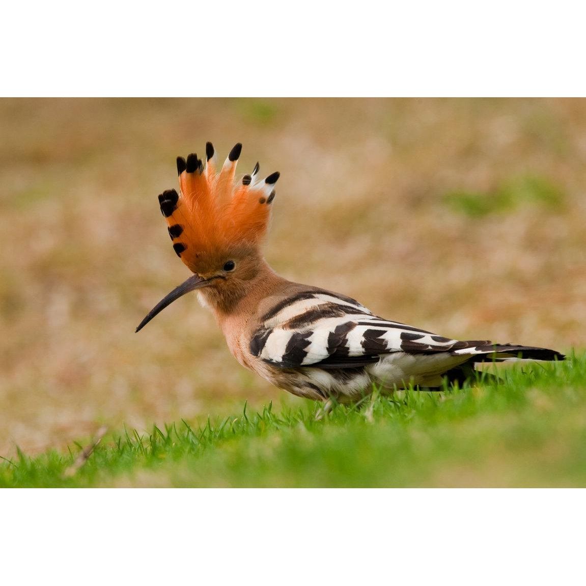 Observação das Aves da Ria Formosa