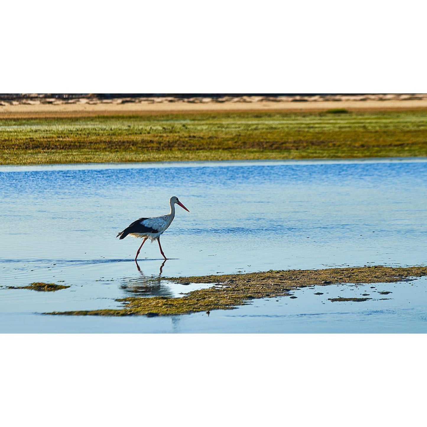 Observação das Aves da Ria Formosa