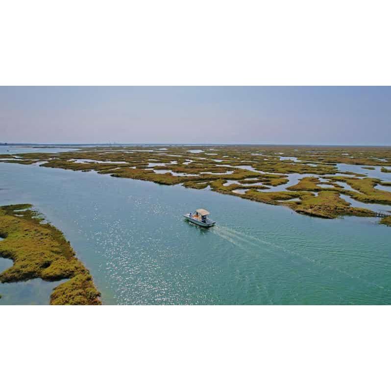 Observação das Aves da Ria Formosa