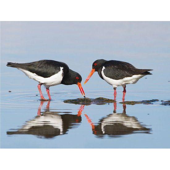 Observação das Aves da Ria Formosa
