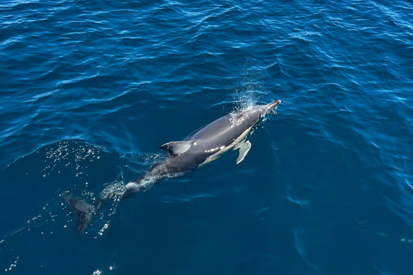 Lagos: Dolphin & Benagil Caves Catamaran Tour with Marine Biologist