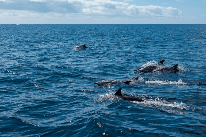 Albufeira: Private Dolphin & Caves Boat Tour