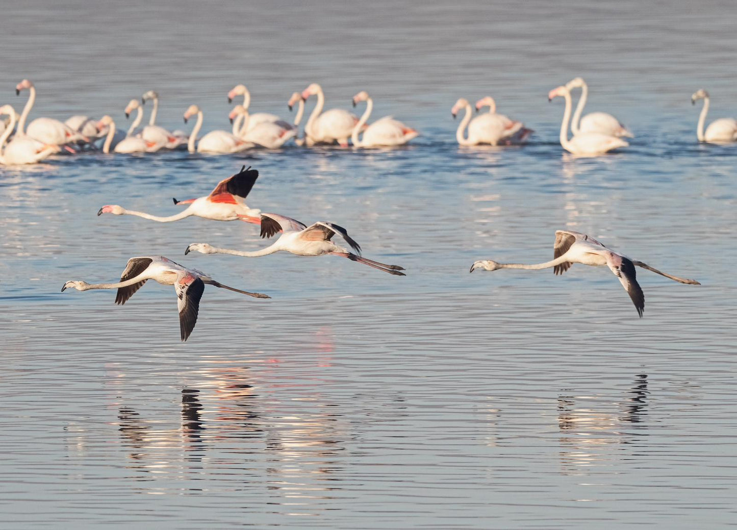 Birdwatching in Ria Formosa