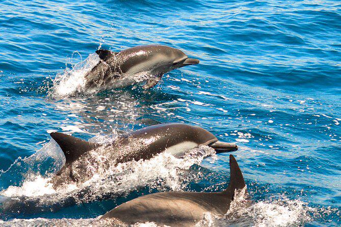 Observation des dauphins