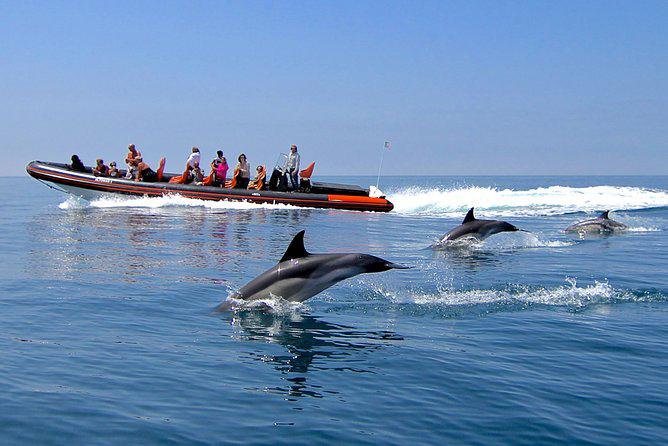 Observation des dauphins