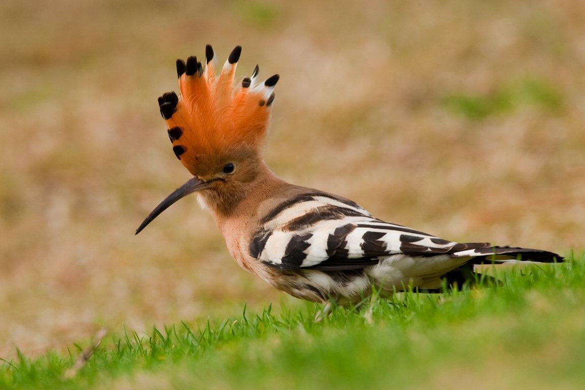 Birdwatching in Ria Formosa