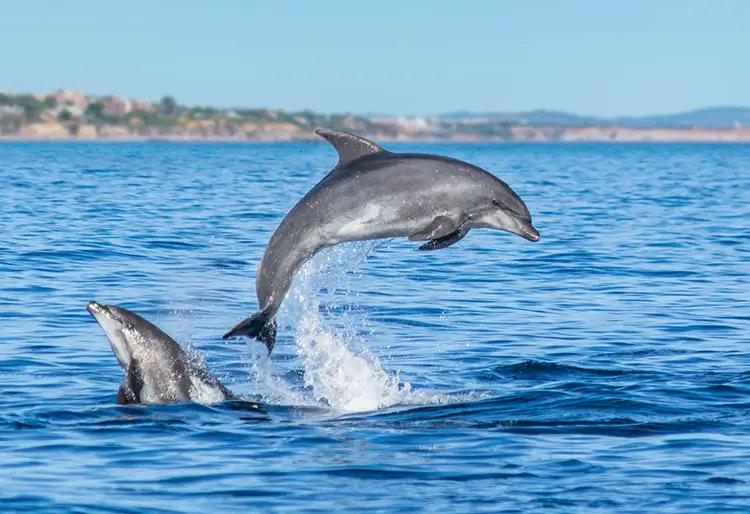 Observation des dauphins