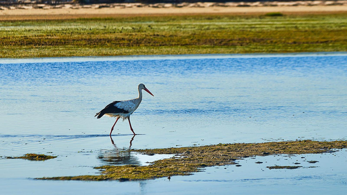 Observação das Aves da Ria Formosa