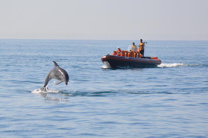 Observation des dauphins