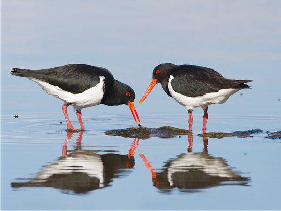 Observação das Aves da Ria Formosa