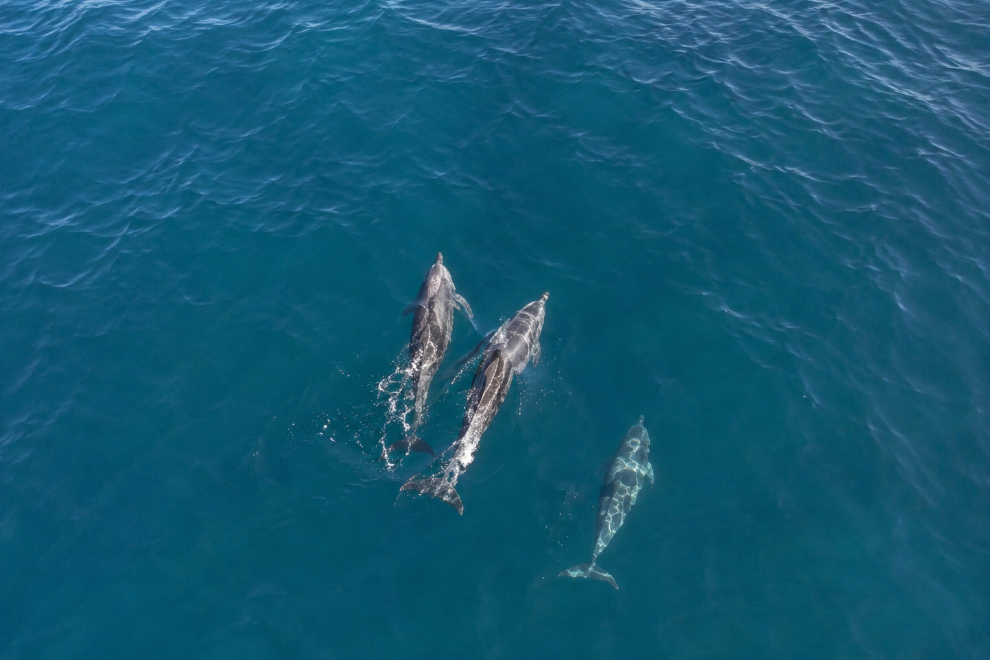 Albufeira: Dolphin and Benagil Caves