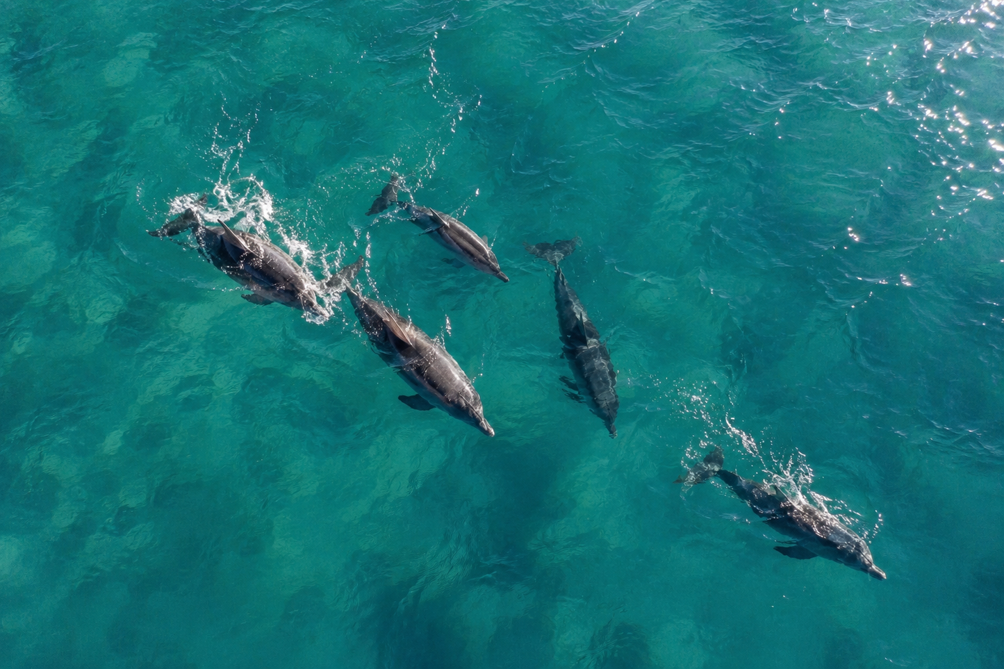 Albufeira: Dolphin and Benagil Caves