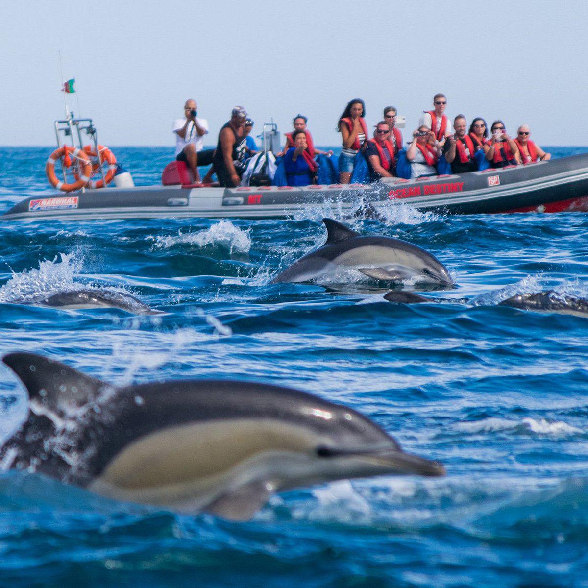 Observation des dauphins