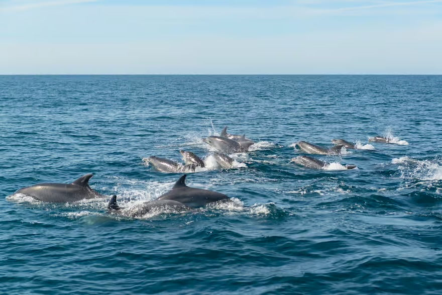 Albufeira: Dolphin and Benagil Caves