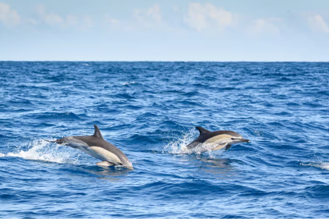 Lagos: Dolphin & Benagil Caves Catamaran Tour with Marine Biologist