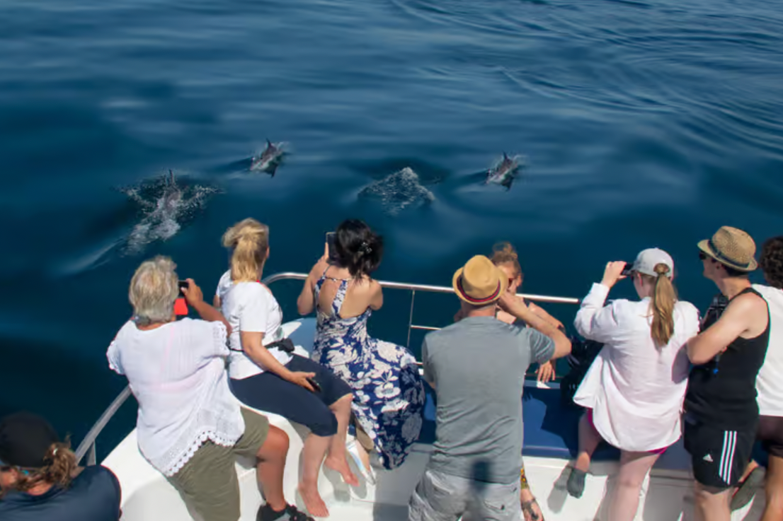 Lagos: Dolphin & Benagil Caves Catamaran Tour with Marine Biologist
