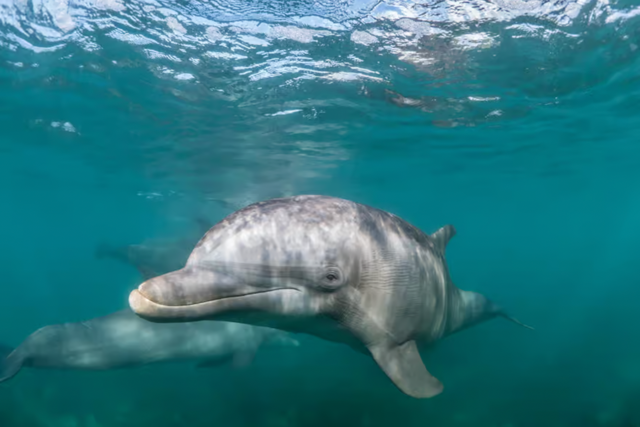 Lagos: Dolphin & Benagil Caves Catamaran Tour with Marine Biologist