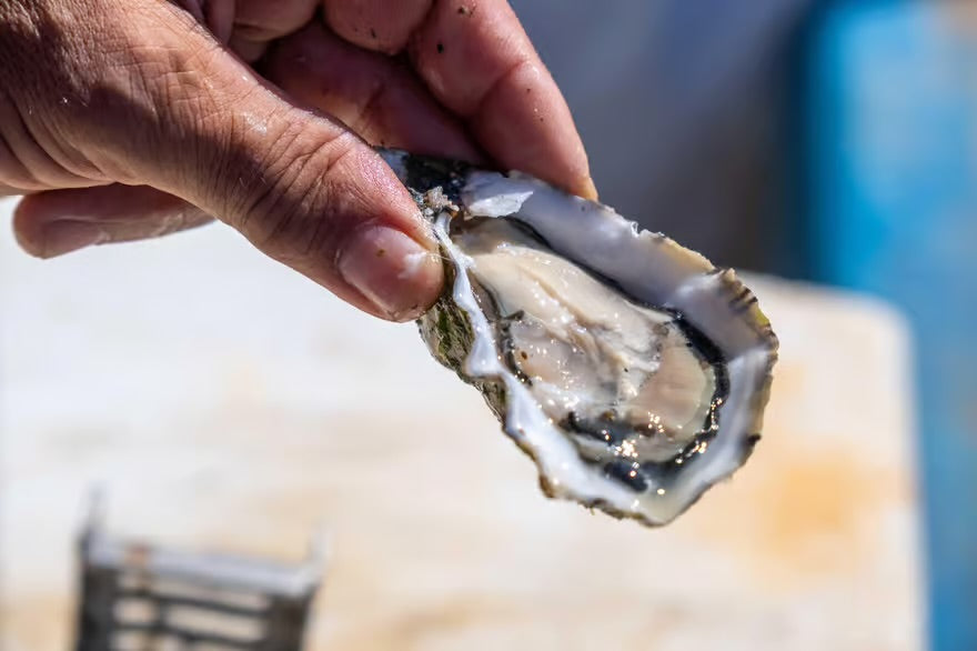 Vilamoura: Ria Formosa Full Day Experience