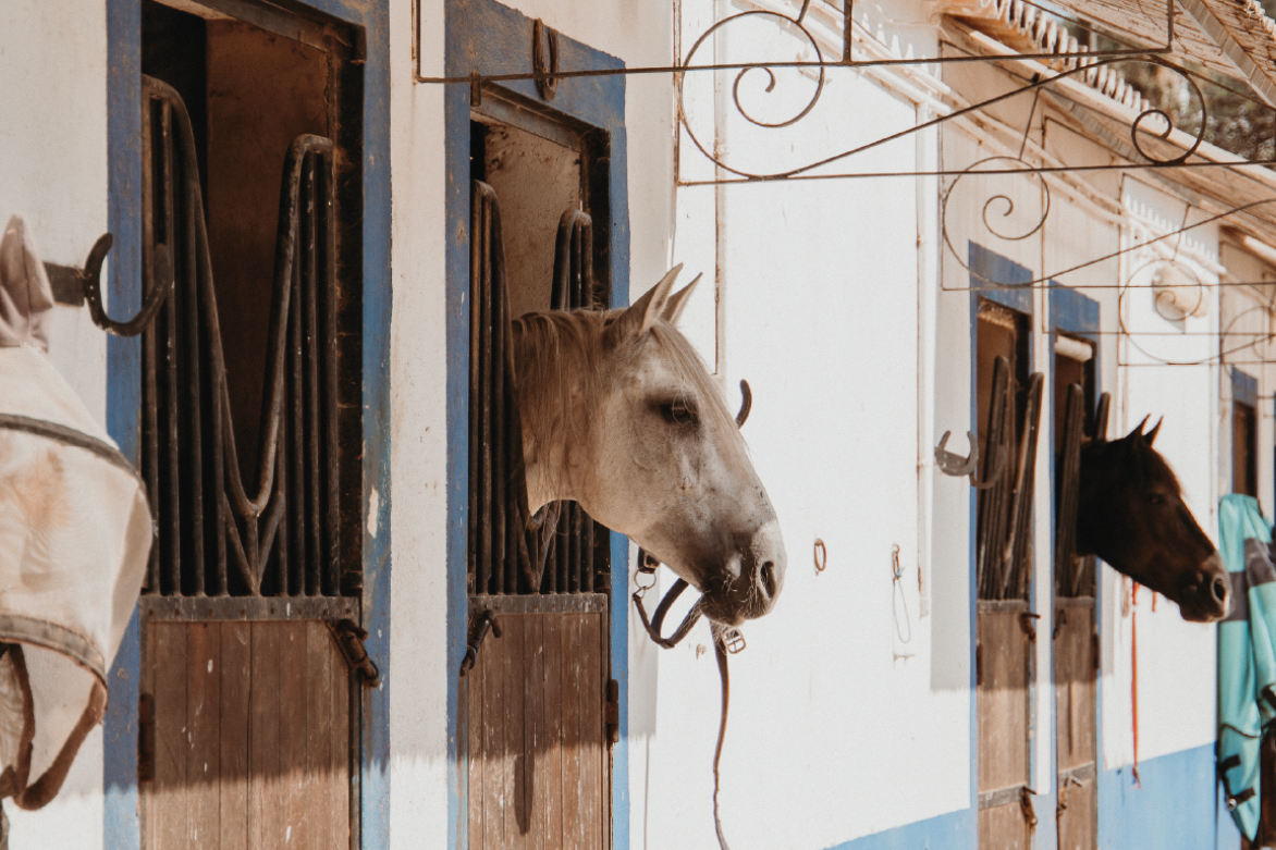 Horseback Ride along the Algarve Coast