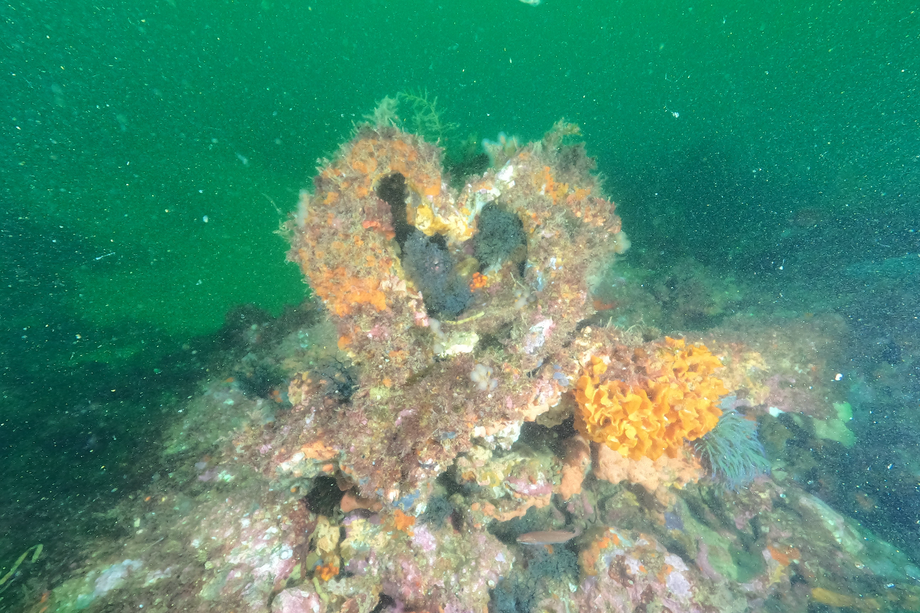 Mergulho e Excursão Submarina