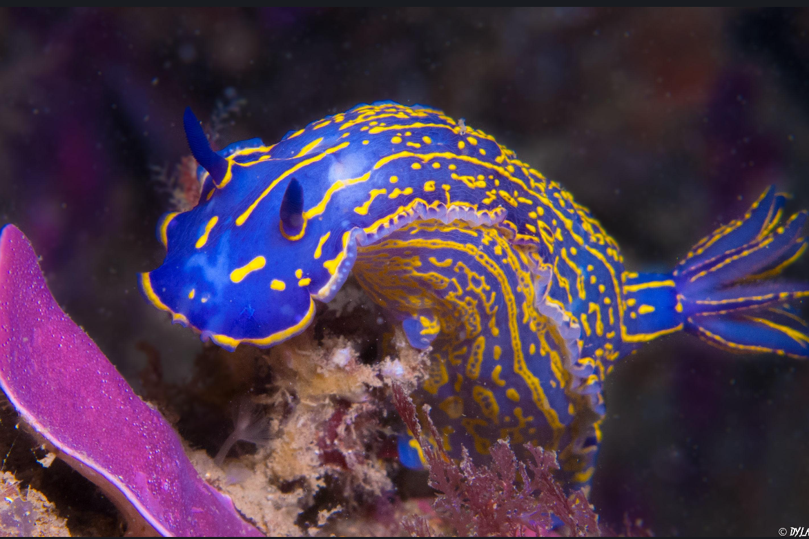 Mergulho e Excursão Submarina