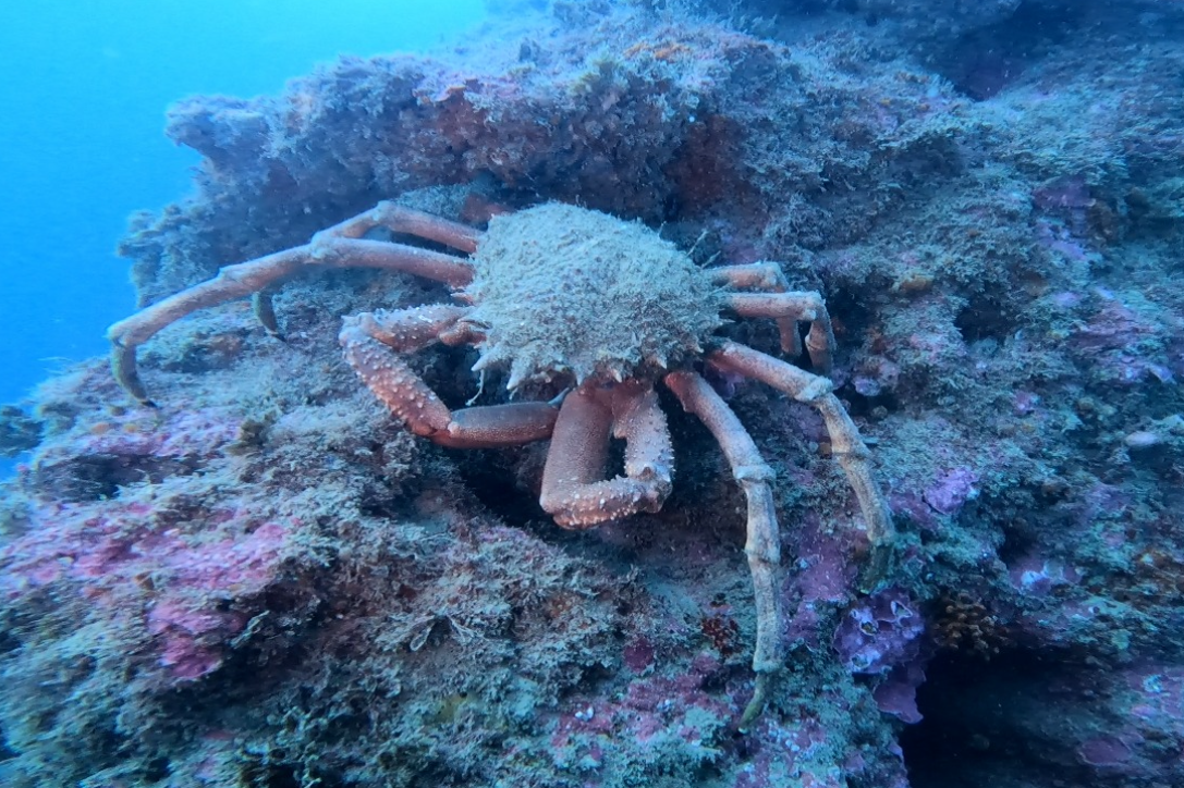 Mergulho e Excursão Submarina