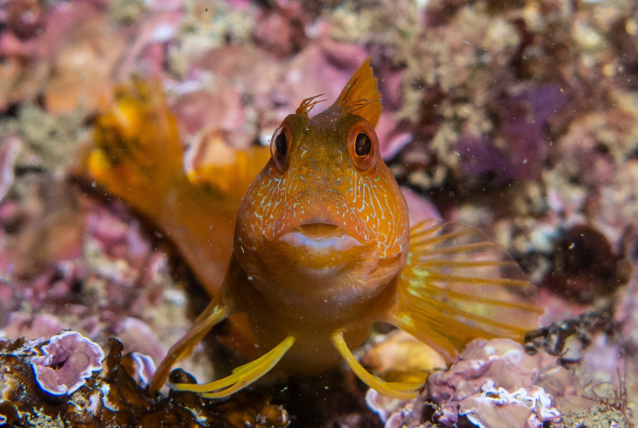 Mergulho e Excursão Submarina