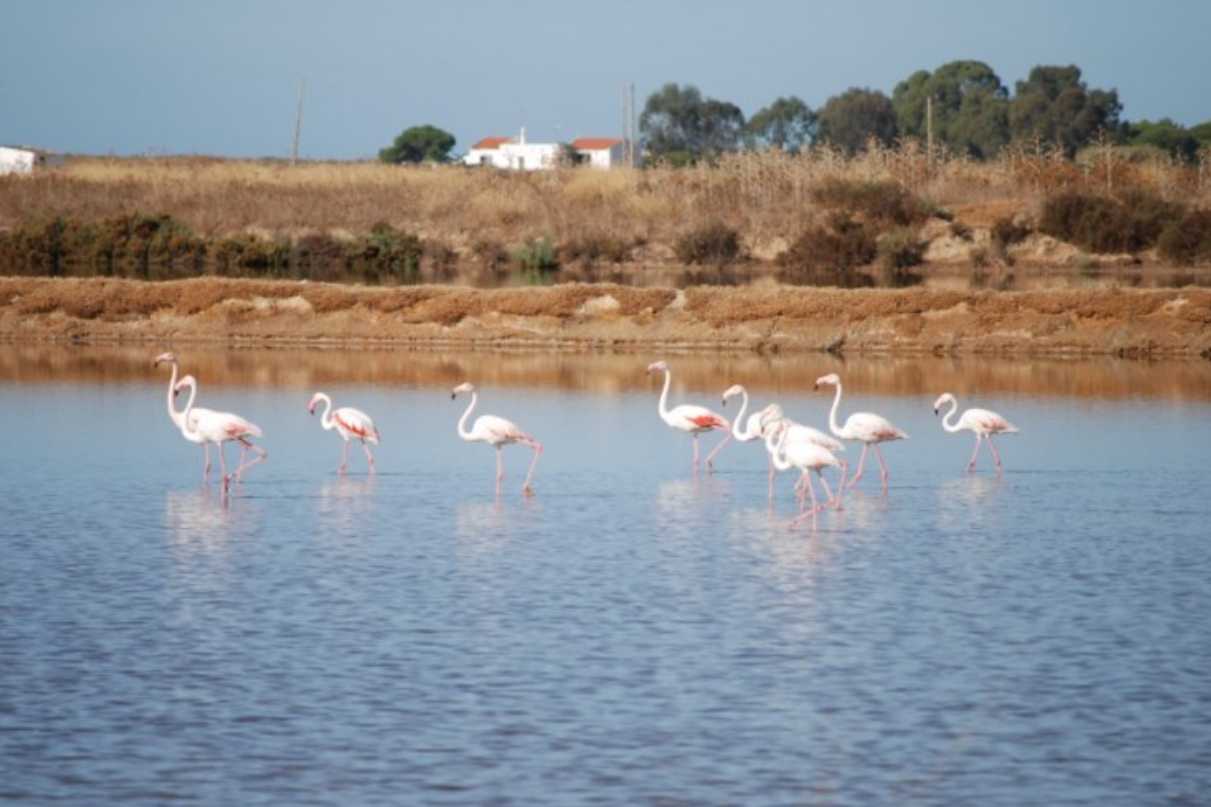 Segway Tour in Ria Formosa Natural Park with Birdwatching