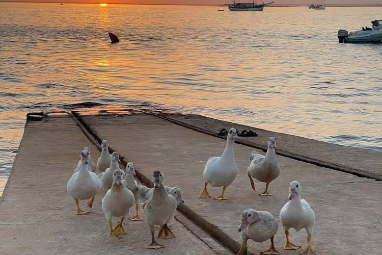Ria Formosa: Sunset Boat Tour