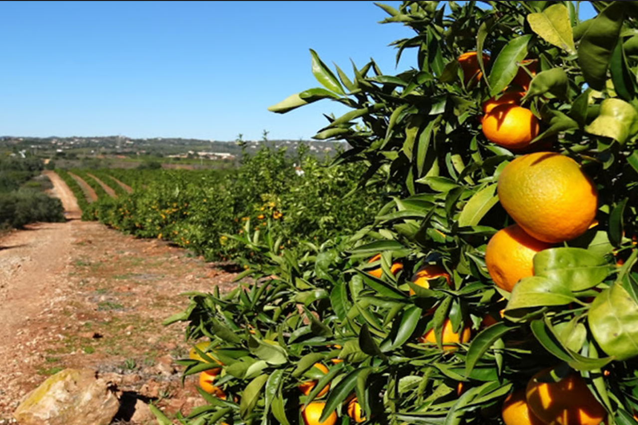 Albufeira: Jeep Safari