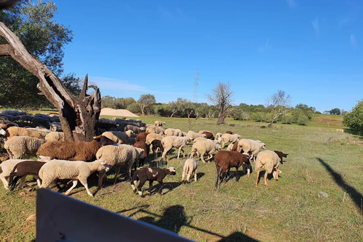 Albufeira: Jeep Safari