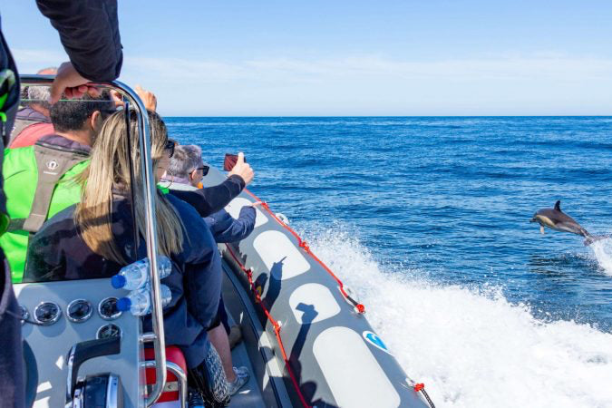 Albufeira: Private Dolphin & Caves Boat Tour