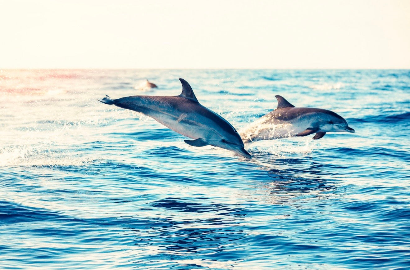 Albufeira: Dolphin Watching and Benagil Caves