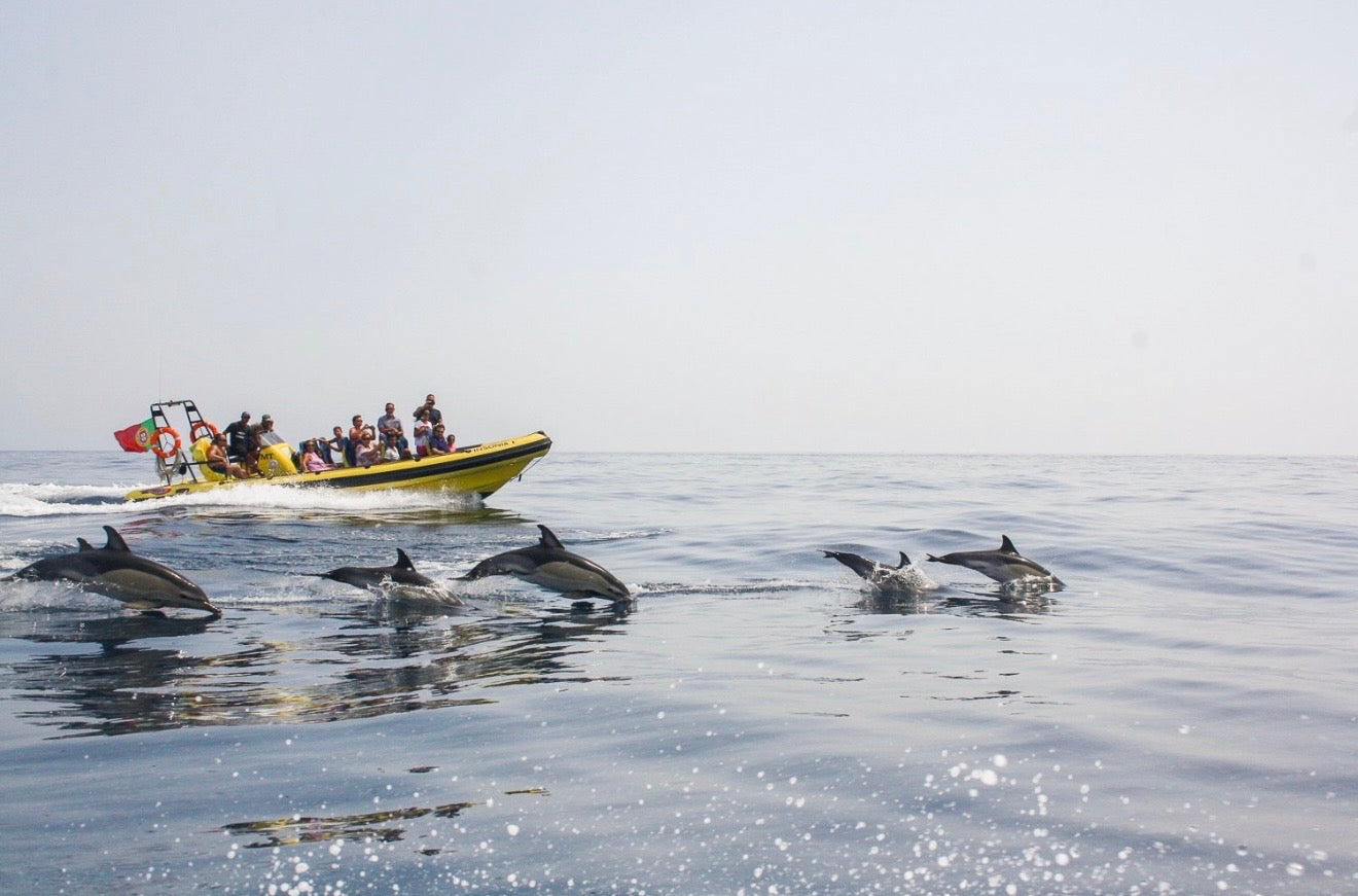Albufeira: Dolphin Watching and Benagil Caves