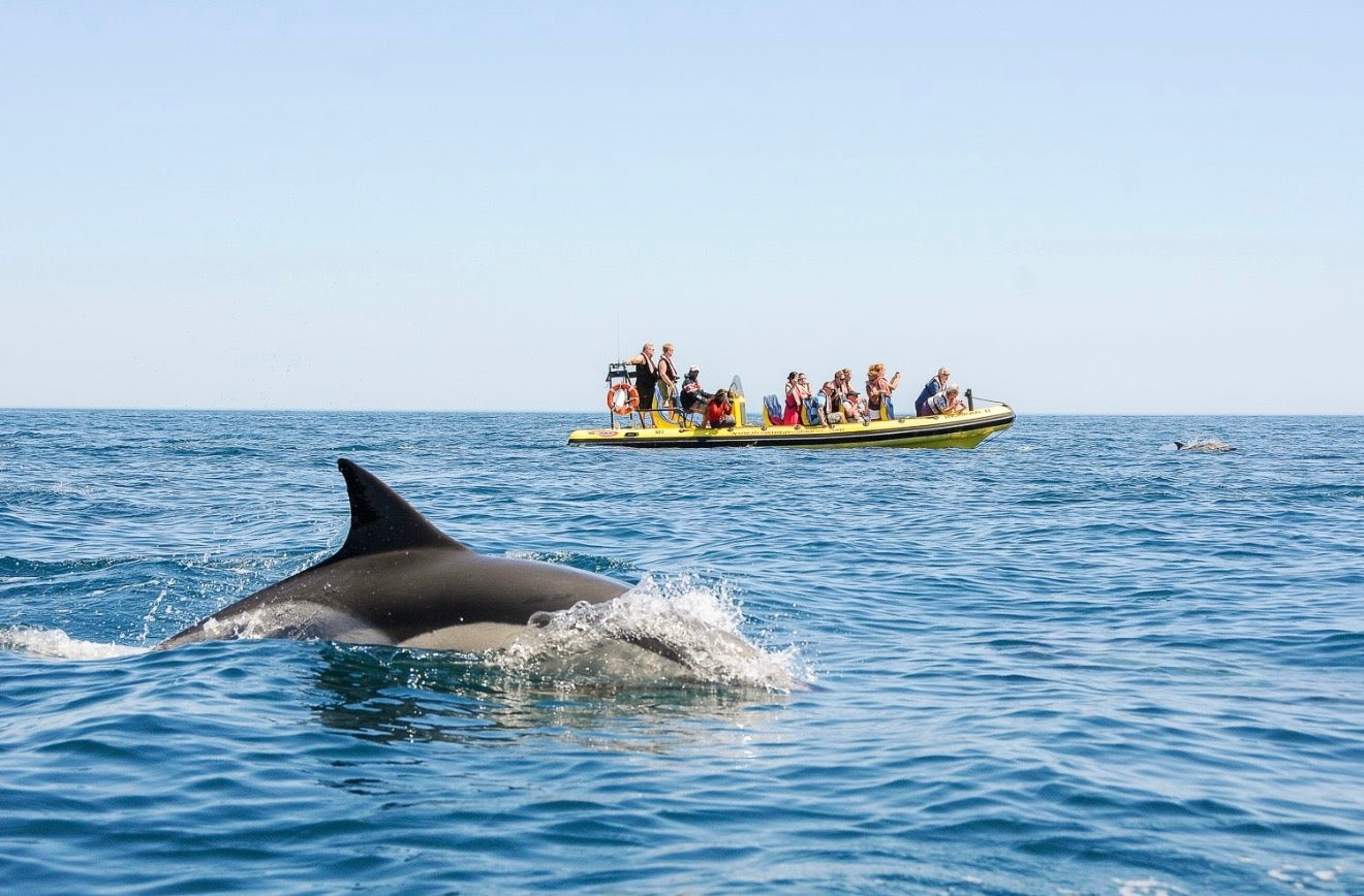 Albufeira: Dolphin Watching and Benagil Caves