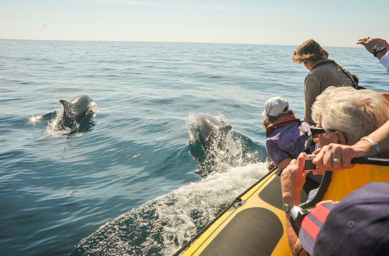 Albufeira: Dolphin Watching and Benagil Caves