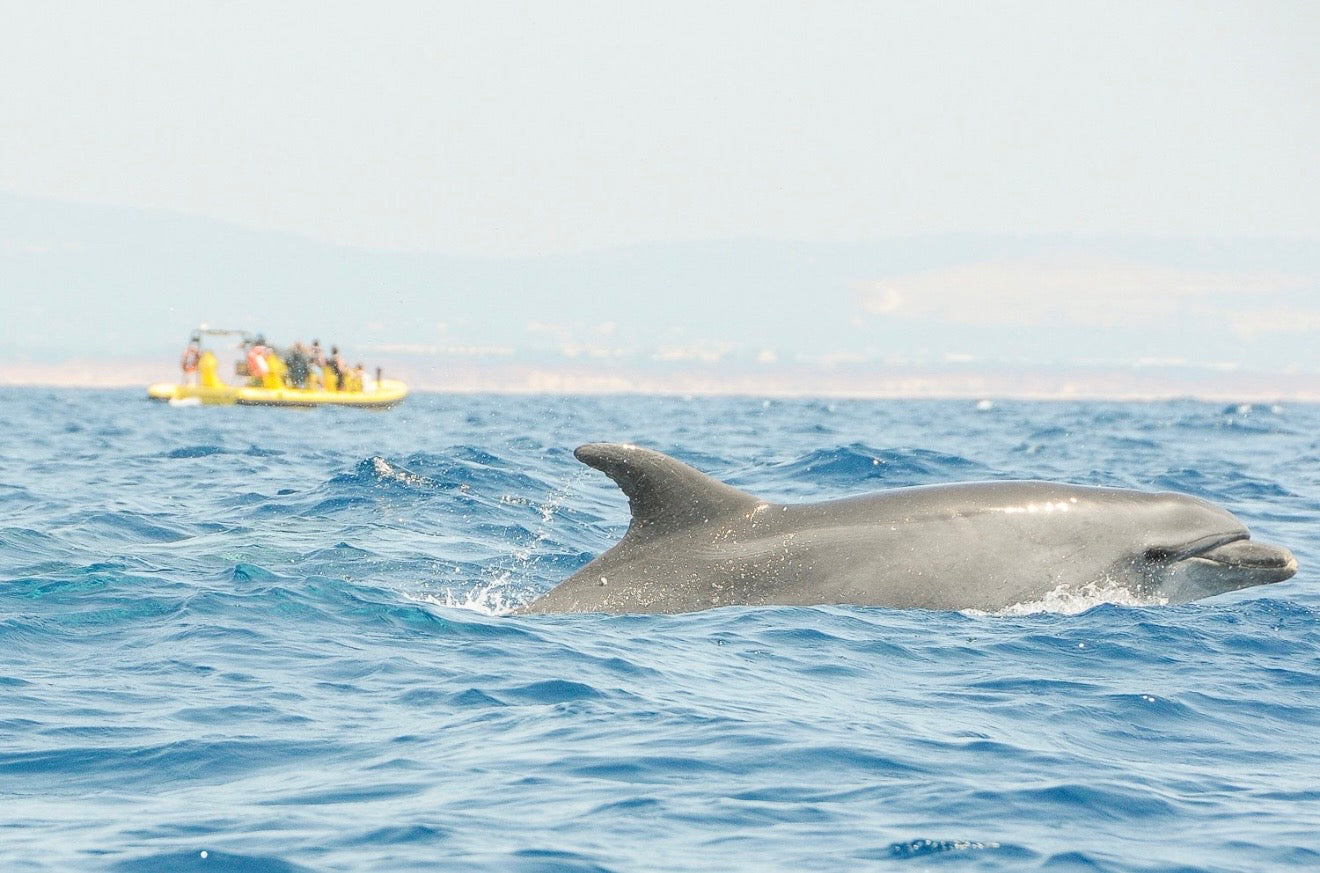 Albufeira: Dolphin Watching and Benagil Caves