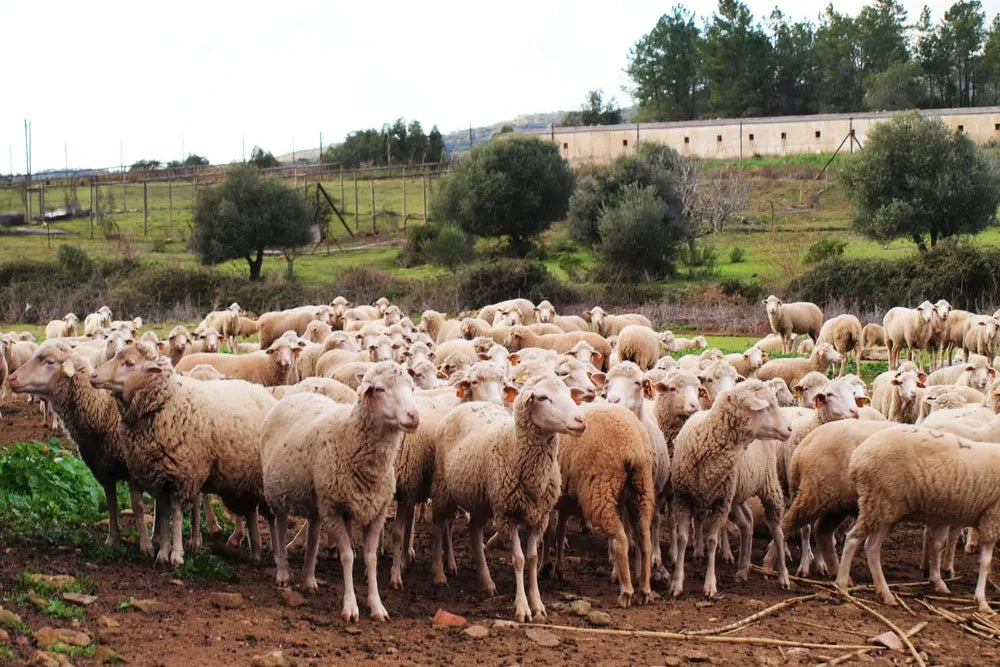 Sabores & Tradições do Algarve