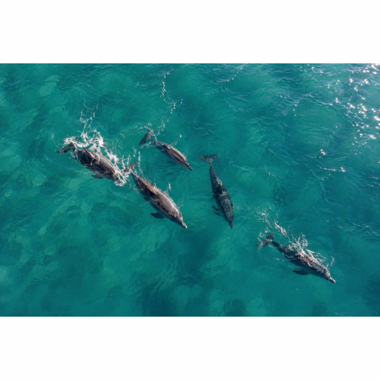 Albufeira: Private Dolphin & Caves Boat Tour