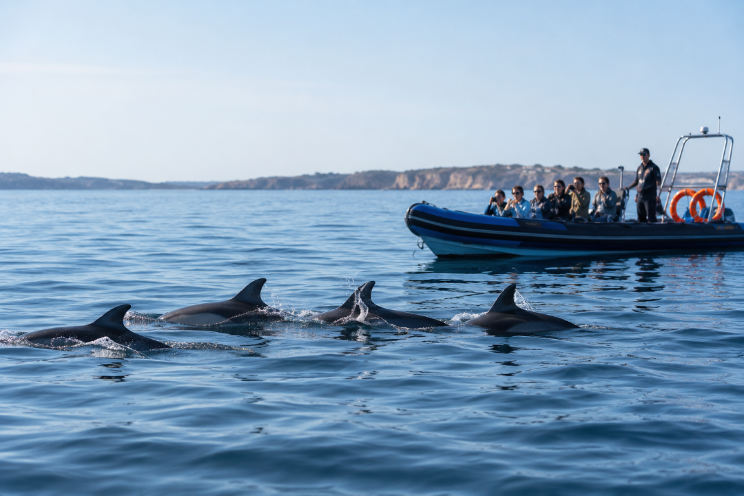 Albufeira: Private Dolphin & Caves Boat Tour