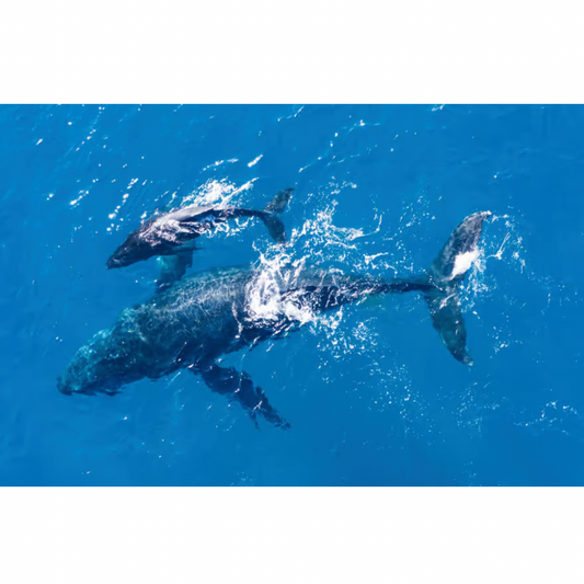 Lagos: Dolphin & Benagil Caves Catamaran Tour with Marine Biologist